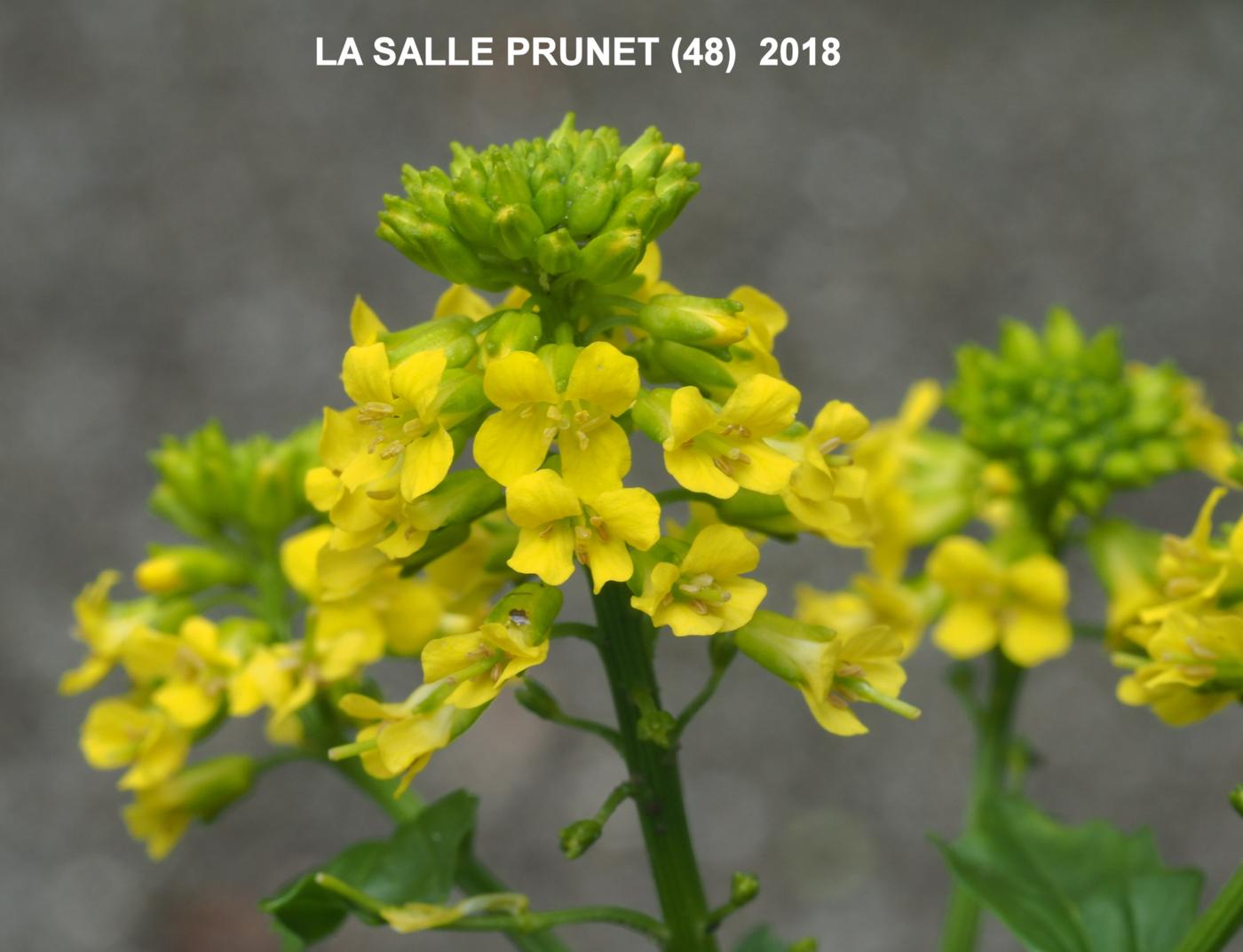 Winter Cress flower